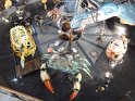 2015-05-30 17-42-56 Nantes-Carroussel des Mondes Marins DLe